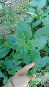 Image of ragleaf