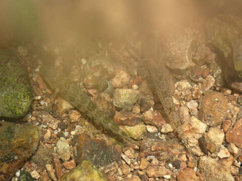 Image of Snubnose Darter