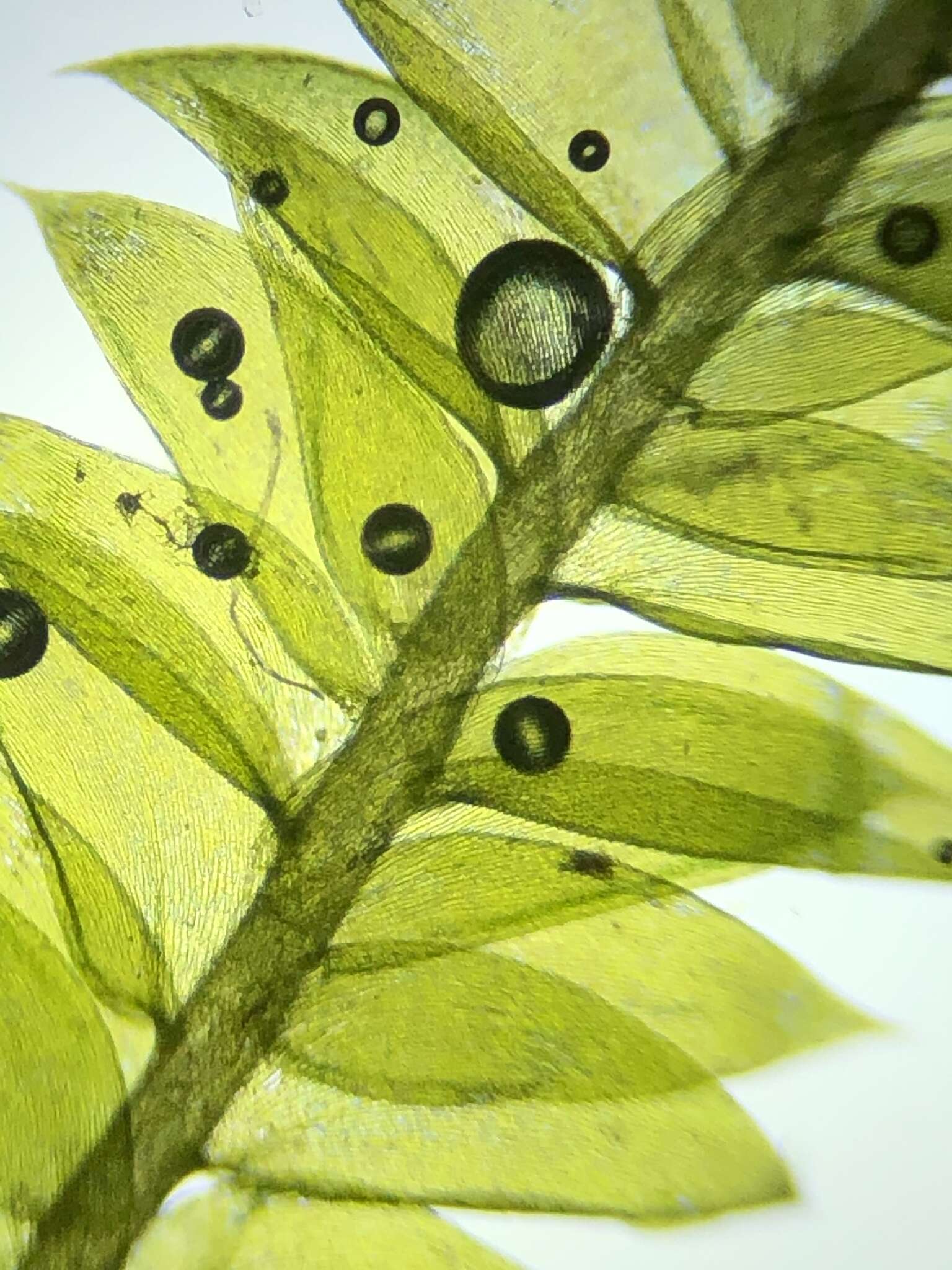 Image of Plagiothecium succulentum Lindberg 1865