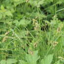 Image of Carex caucasica Steven