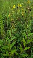 Image de Silphium asteriscus var. dentatum (Ell.) Chapman