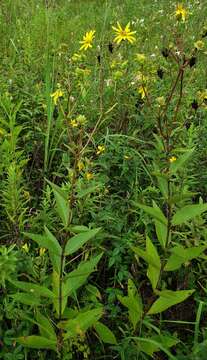 Image of starry rosinweed