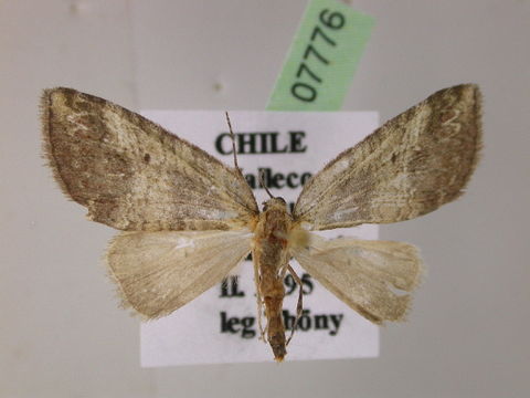 Image of Triptiloides