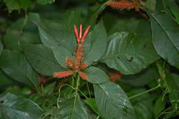 Image of Aphelandra scabra (Vahl) Sm.