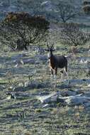 Image of Bontebok