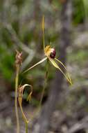 Image of Scott River spider orchid