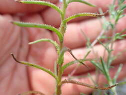 Image of glandular dwarf-flax