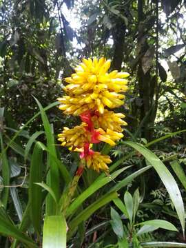 Image of Guzmania weberbaueri Mez