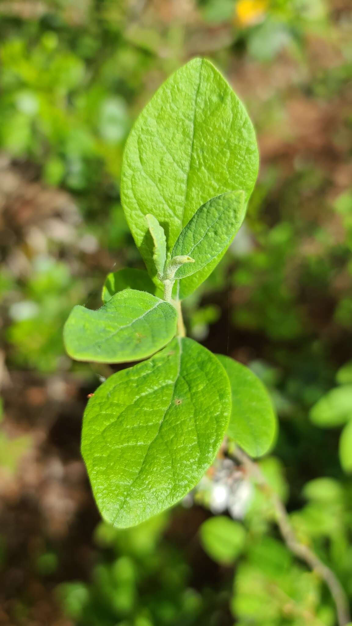 Image of Hairy-Twig Huckleberry