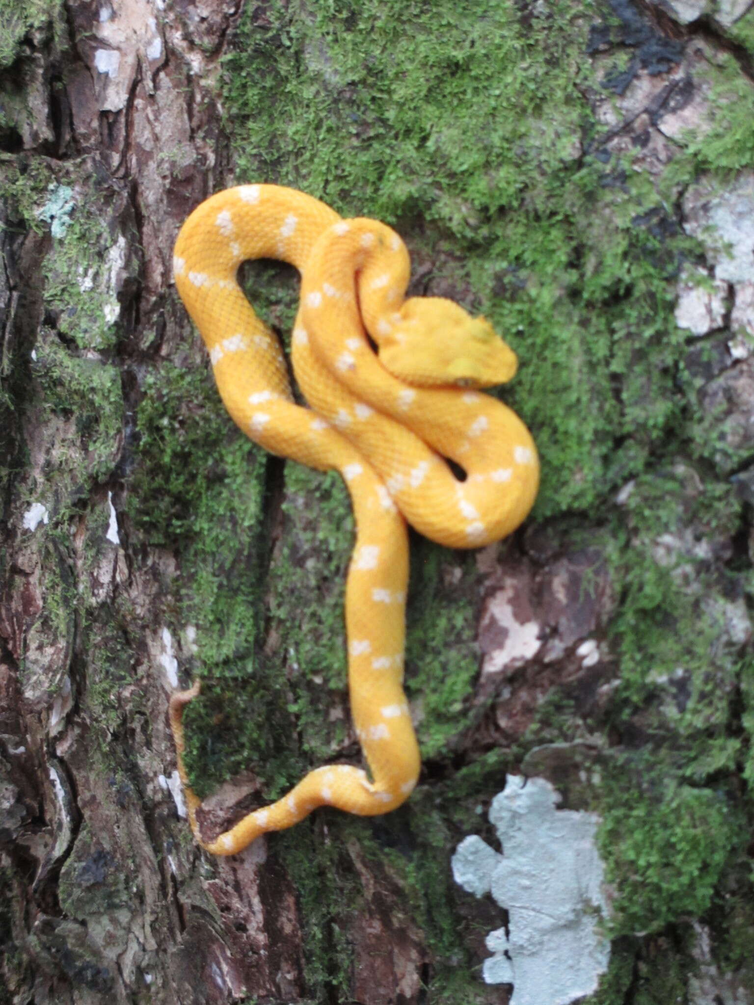 Image of Eyelash Viper