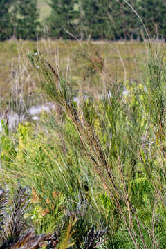 Image of 'Psoralea aphylla complex'