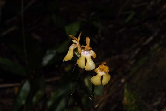 Imagem de Oeceoclades furcata Bosser & Morat