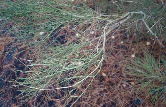 Image of Mt. Etna broom