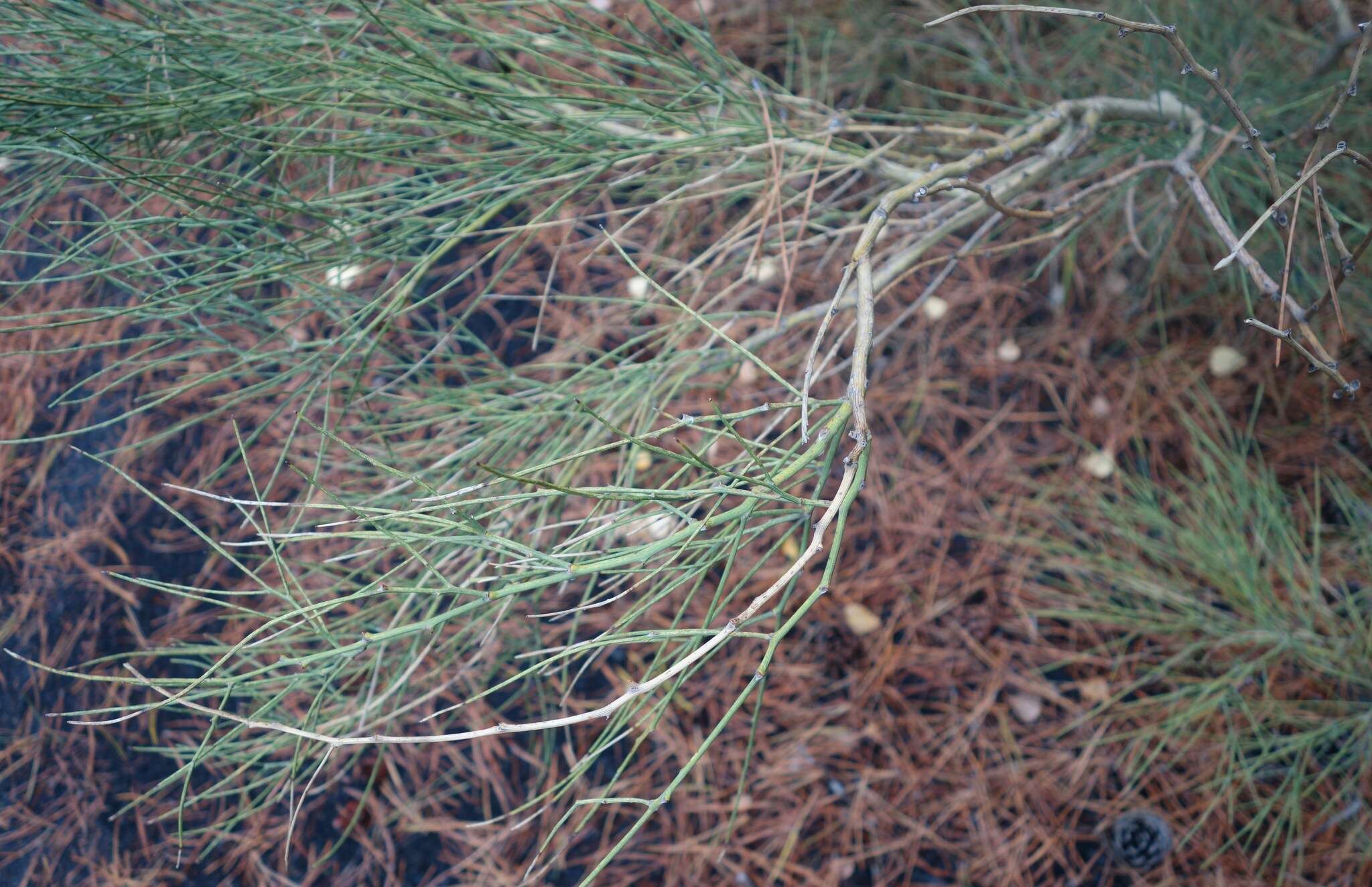 Image of Mt. Etna broom