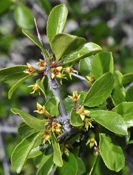 Image of Rhamnus infectoria L.