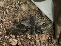 Image of Western Poplar Sphinx