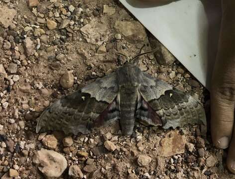 Image of Western Poplar Sphinx