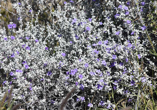 Image de Leucophyllum candidum I. M. Johnston