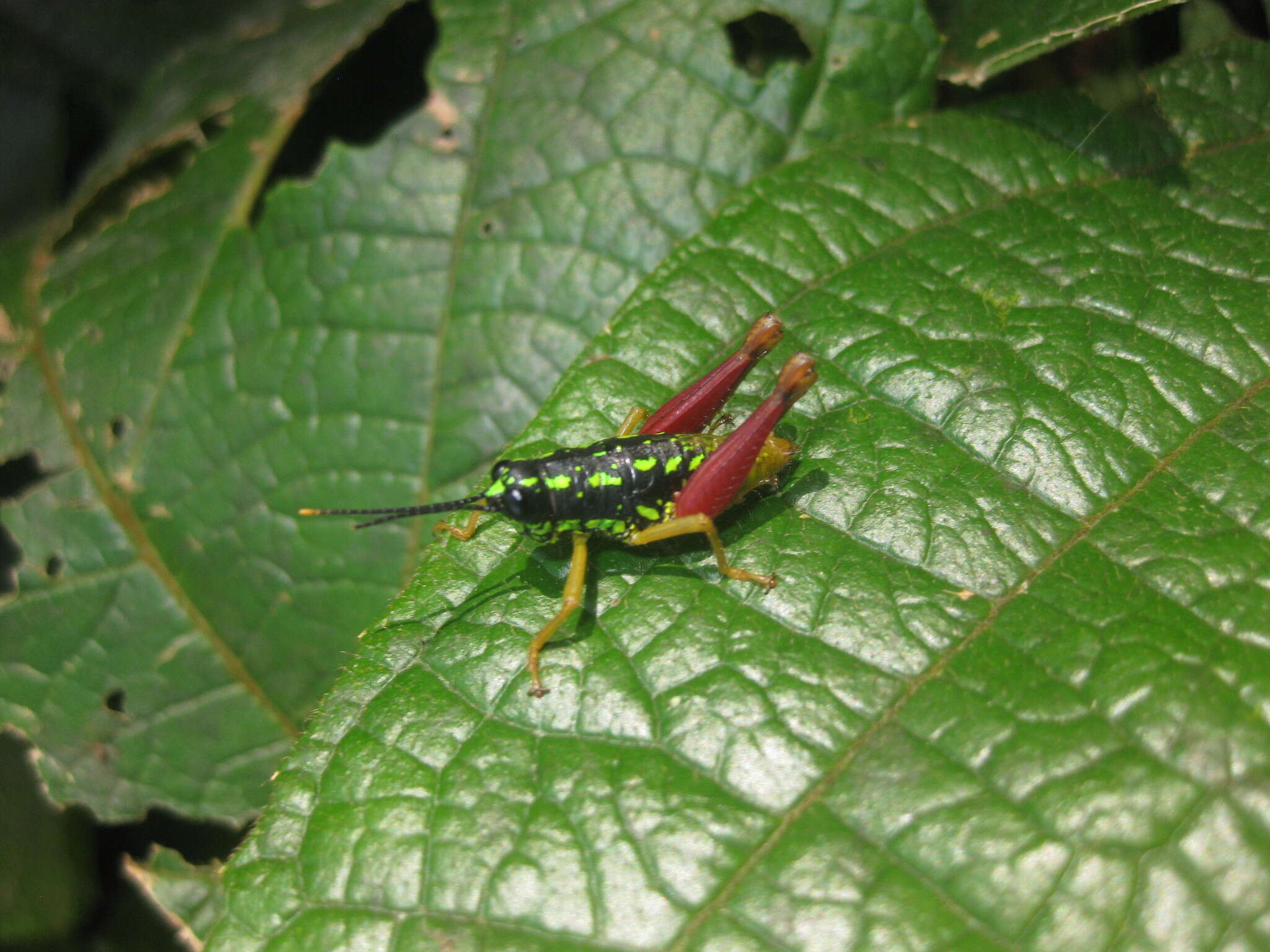 Galidacris variabilis Descamps & Amédégnato 1972的圖片