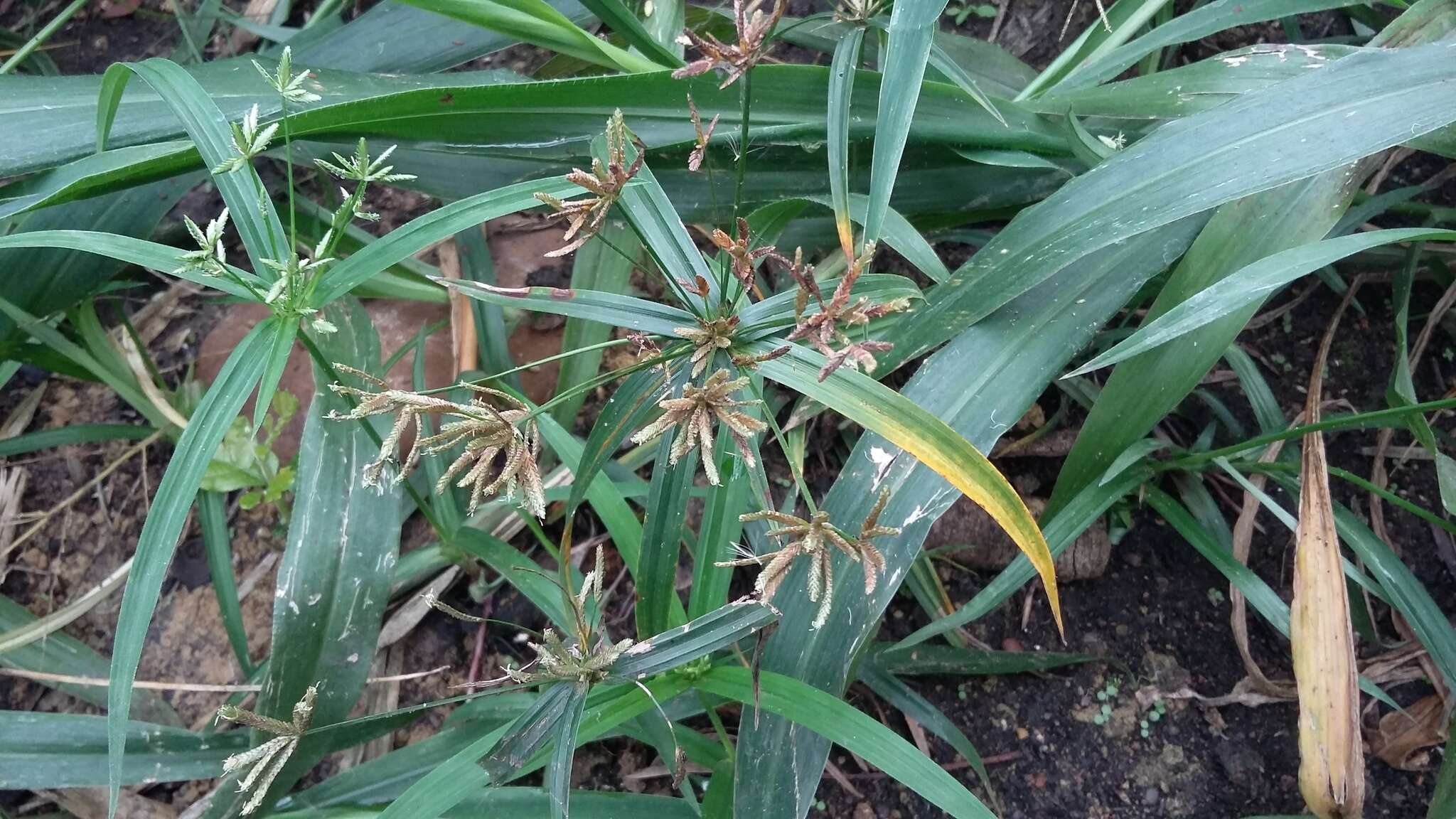 Imagem de Cyperus albostriatus Schrad.