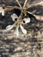 Image of Pelargonium trifoliolatum (Eckl. & Zeyh.) Steud.