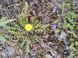 Image of Horned Dandelion