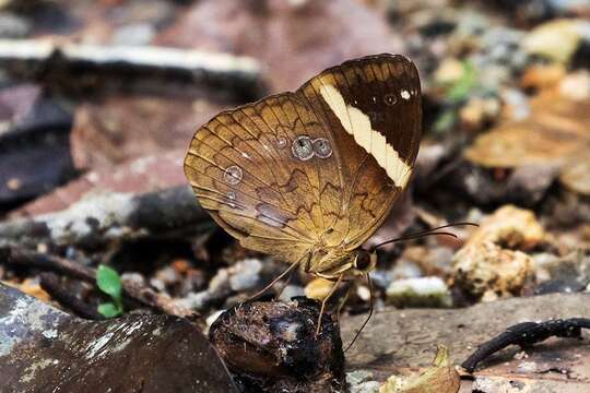 Imagem de Xanthotaenia