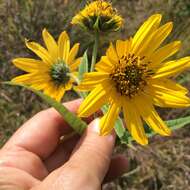 Sivun Helianthus grosseserratus M. Martens kuva