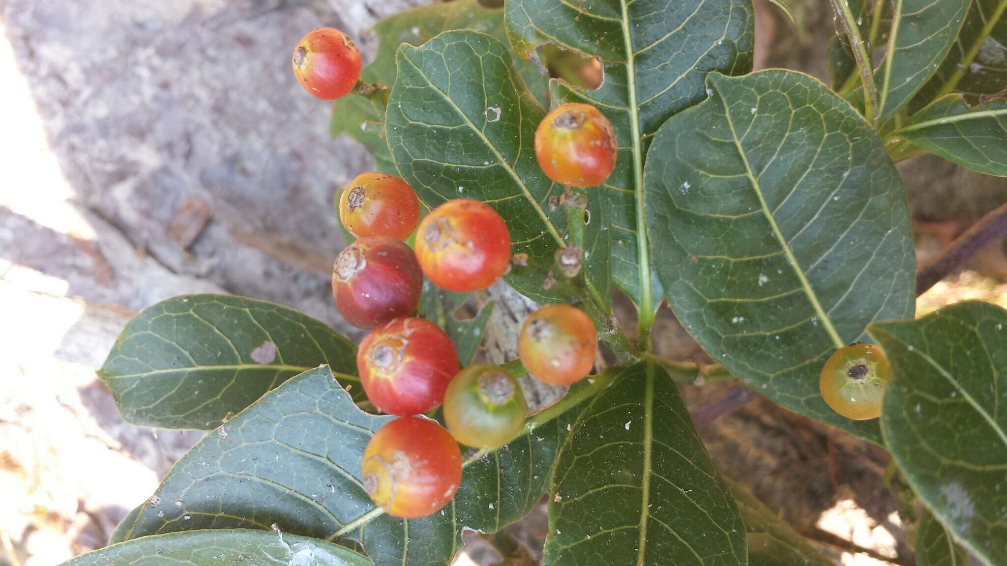 Image of Psychotria parkeri Baker