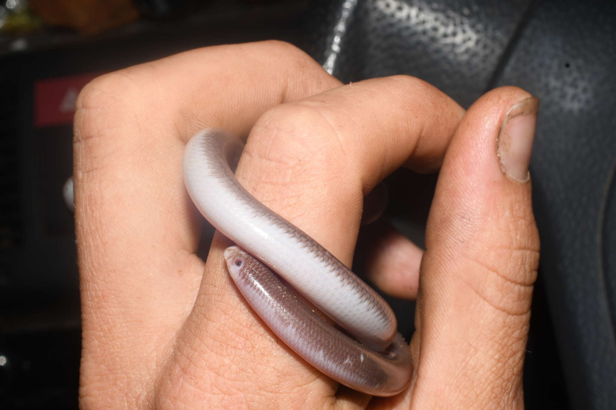 Image of Pale-headed Blind Snake