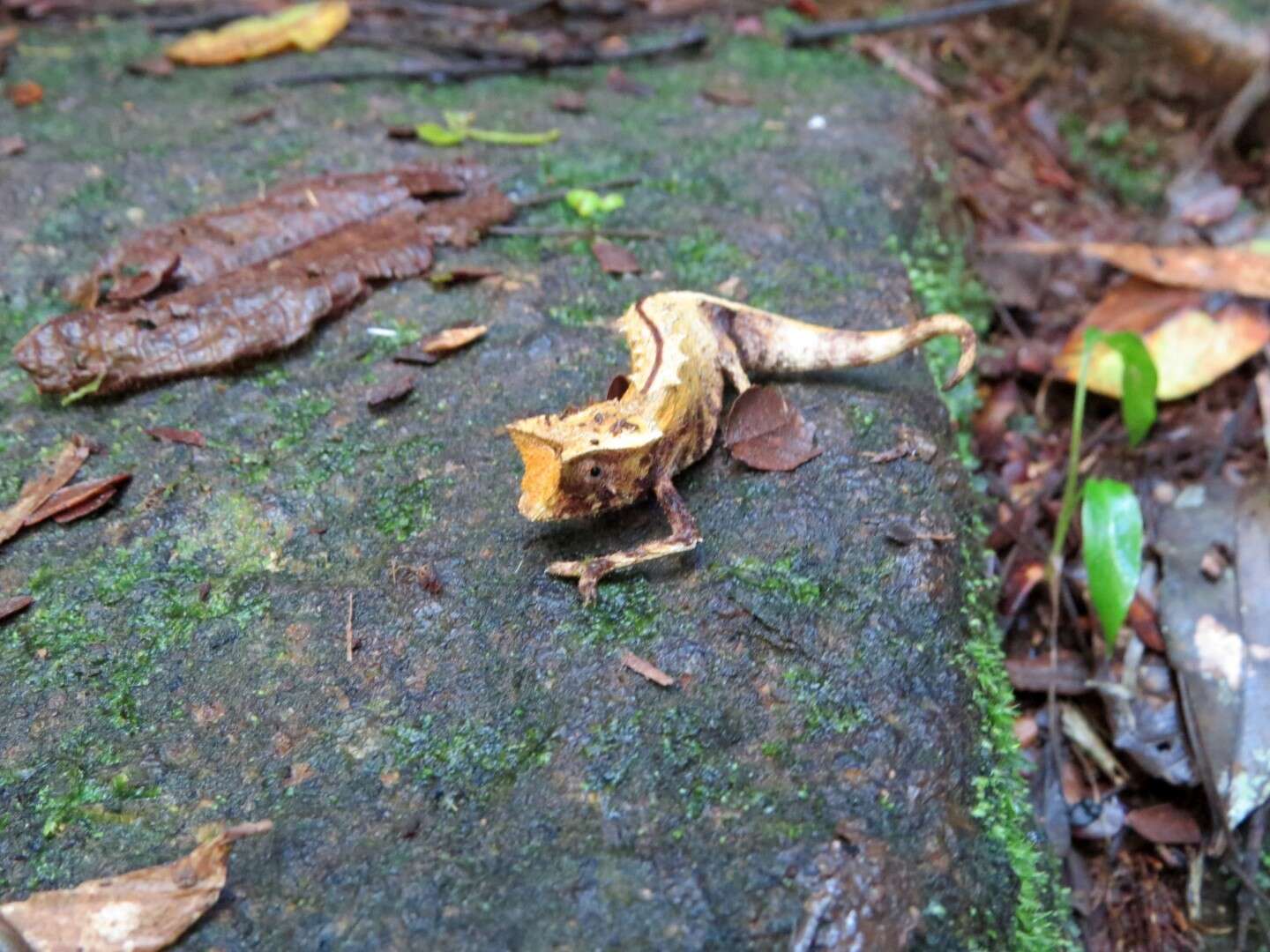 Image of Marojejy Leaf Chameleon