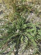 Plancia ëd Oxytropis microphylla (Pall.) DC.