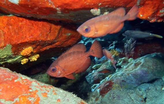 Слика од Heteropriacanthus