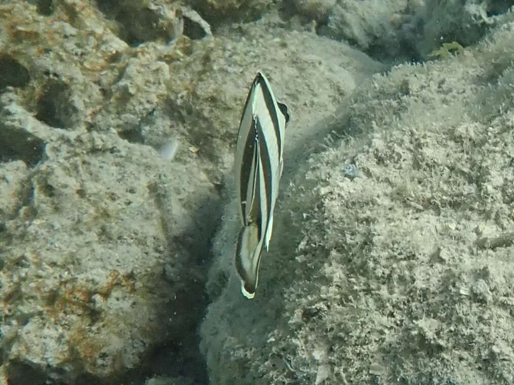 Image of Banded Butterflyfish