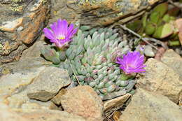 Image of Esterhuysenia alpina L. Bol.