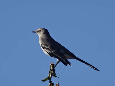 Image of Northern Mockingbird