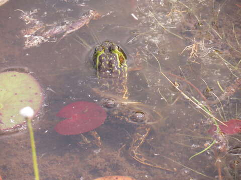 Image of Mink Frog