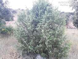 Image of Prickly Juniper