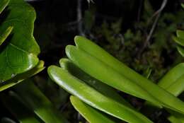 Image of Angraecum eburneum subsp. superbum (Thouars) H. Perrier