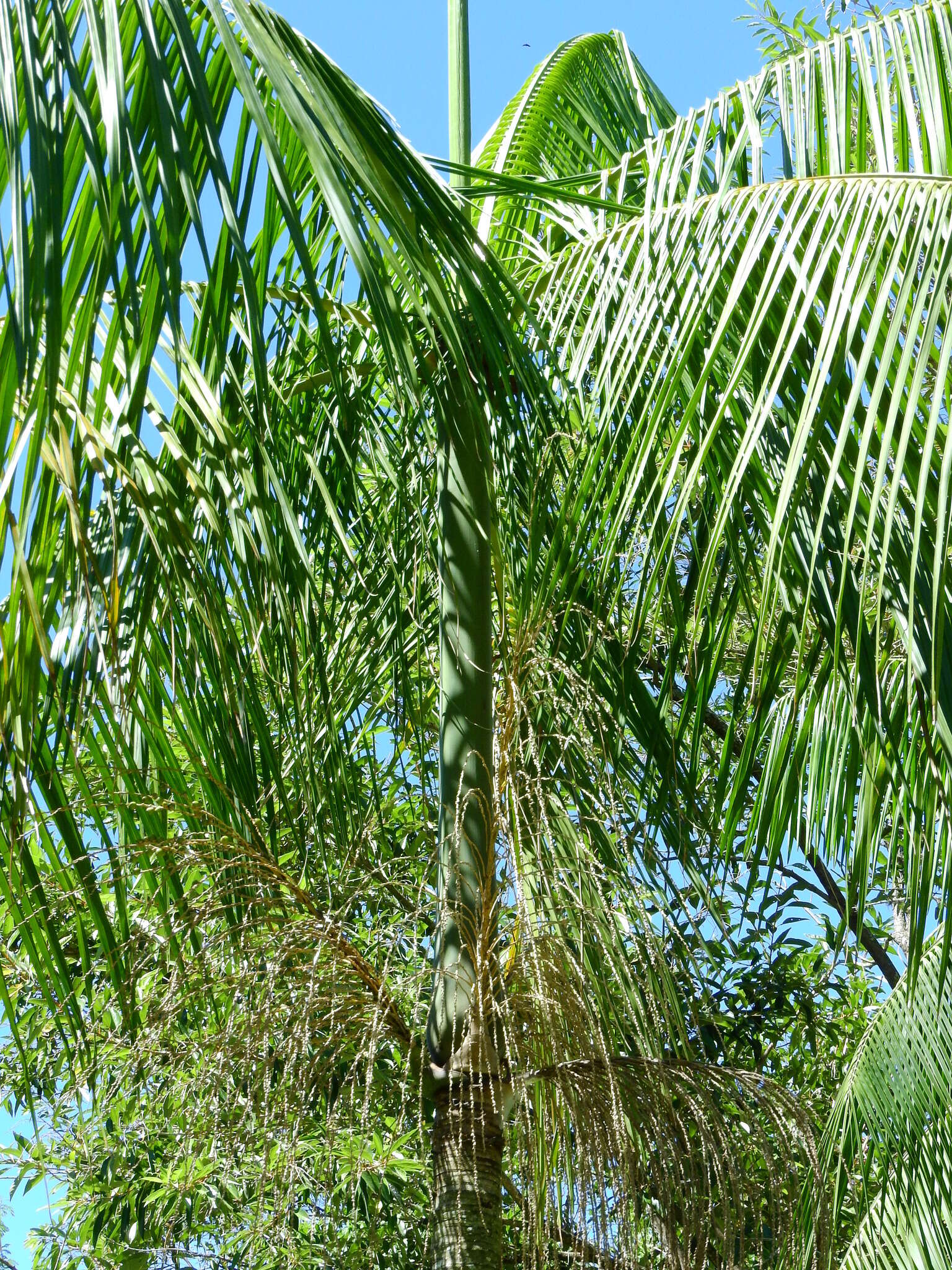 Image of Assai palm