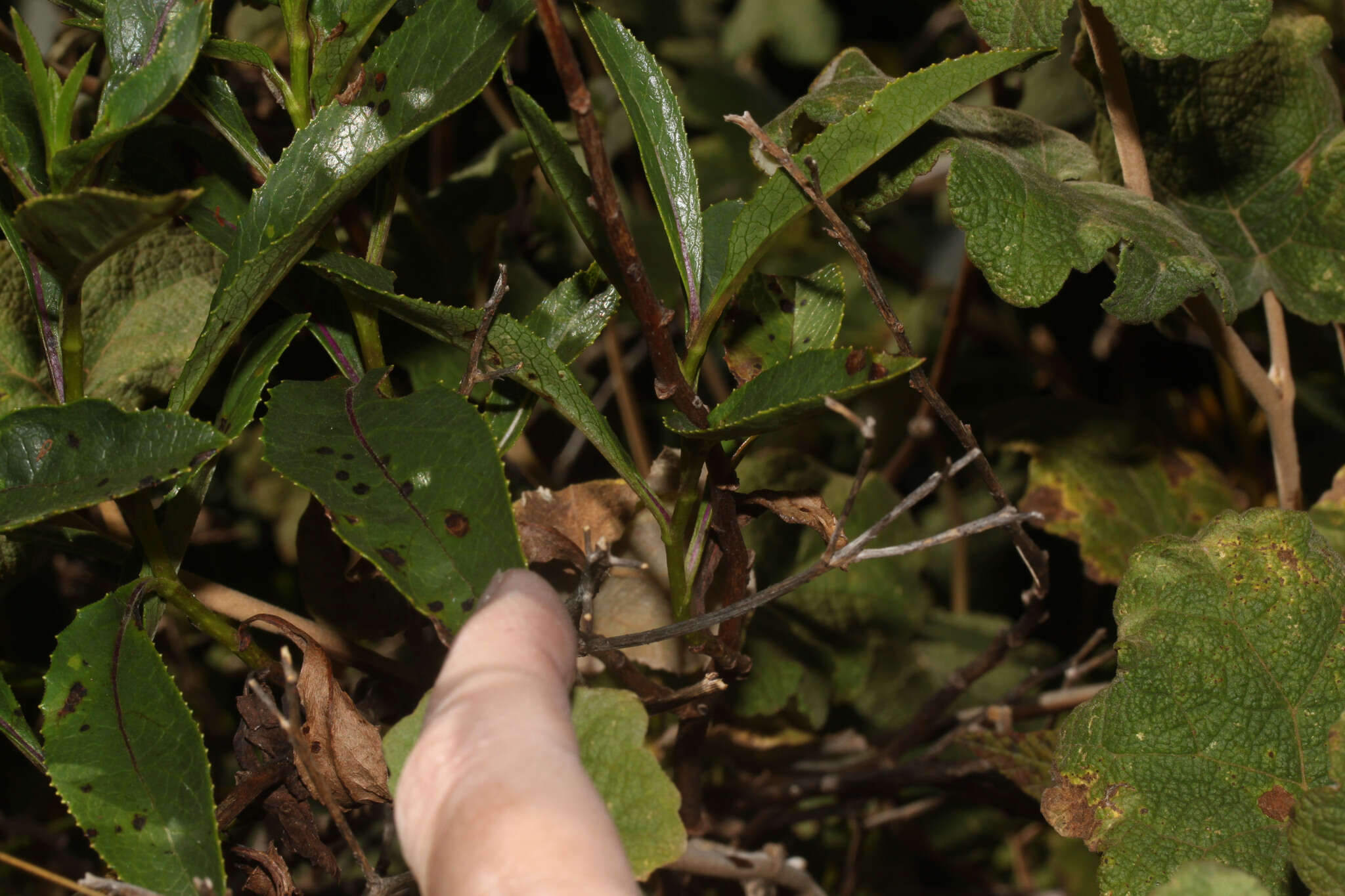 Image de Dendrophorbium usgorense (Cuatrec.) C. Jeffrey