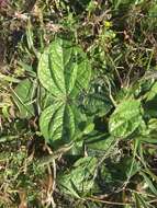 Image of Rayless Sunflower