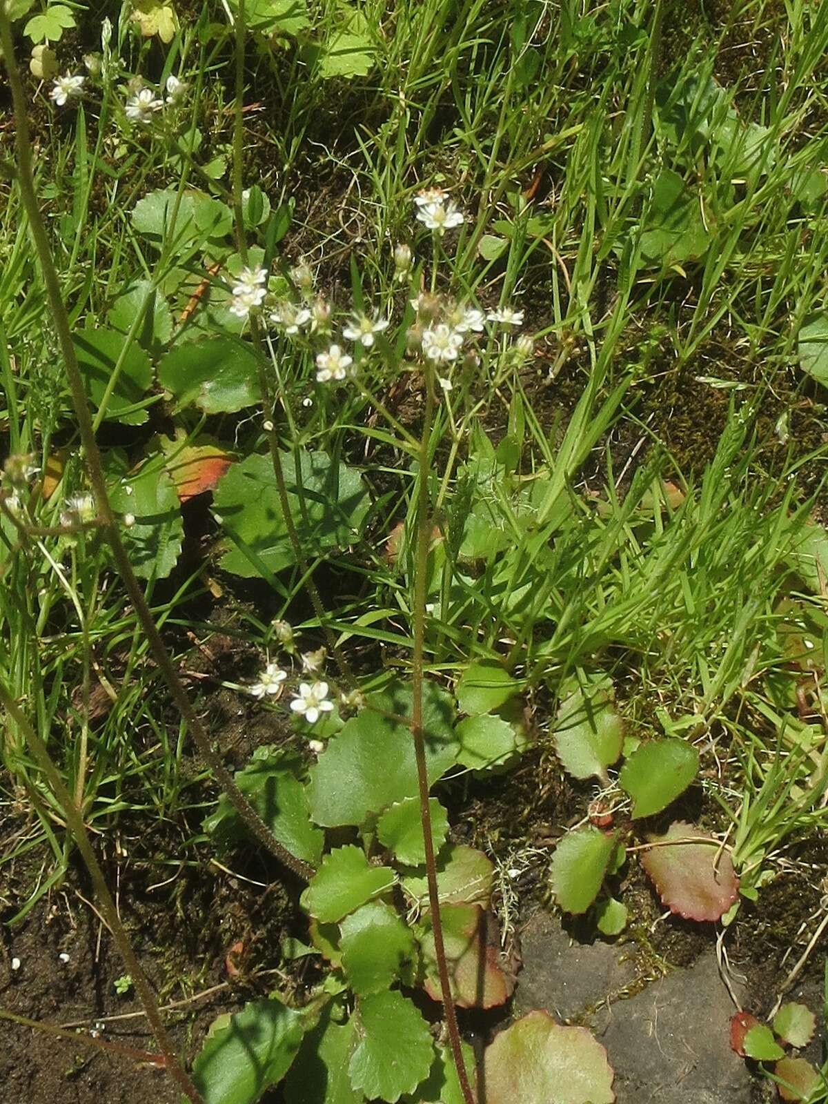 Image of Hupa Valley Pseudosaxifrage