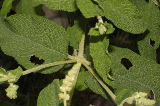 Слика од Lepechinia betonicifolia (Lam.) Epling