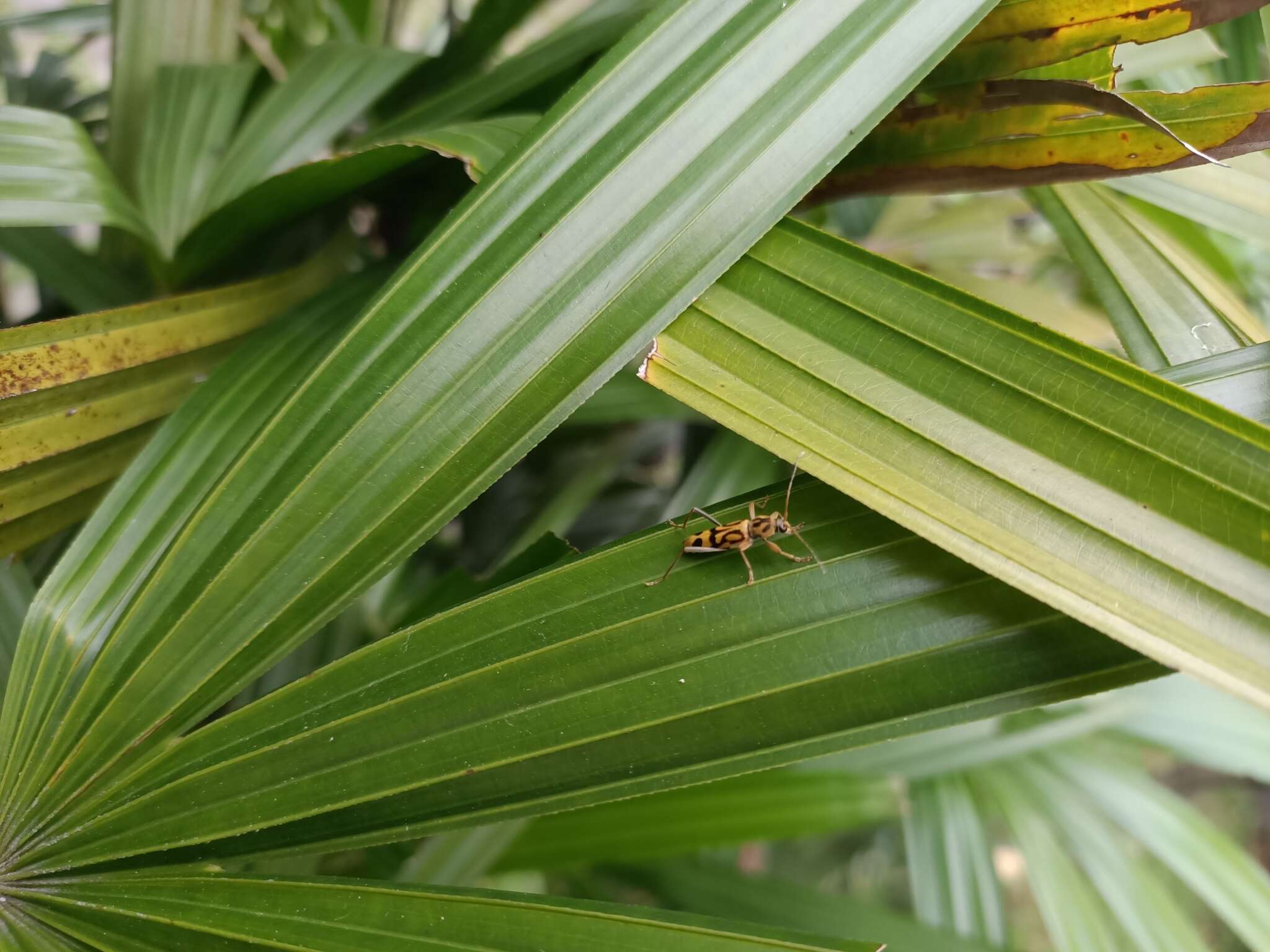 Image of Bamboo longhorn beetle