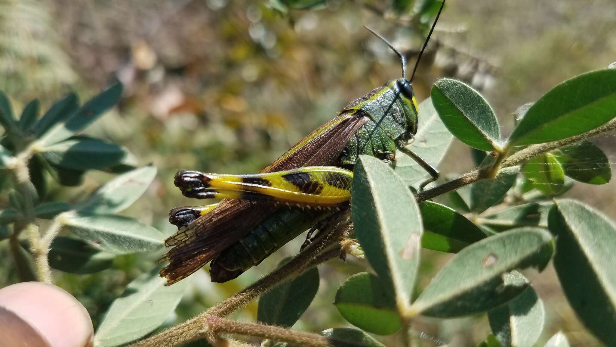 Heteracris nigricornis (Saussure 1899)的圖片