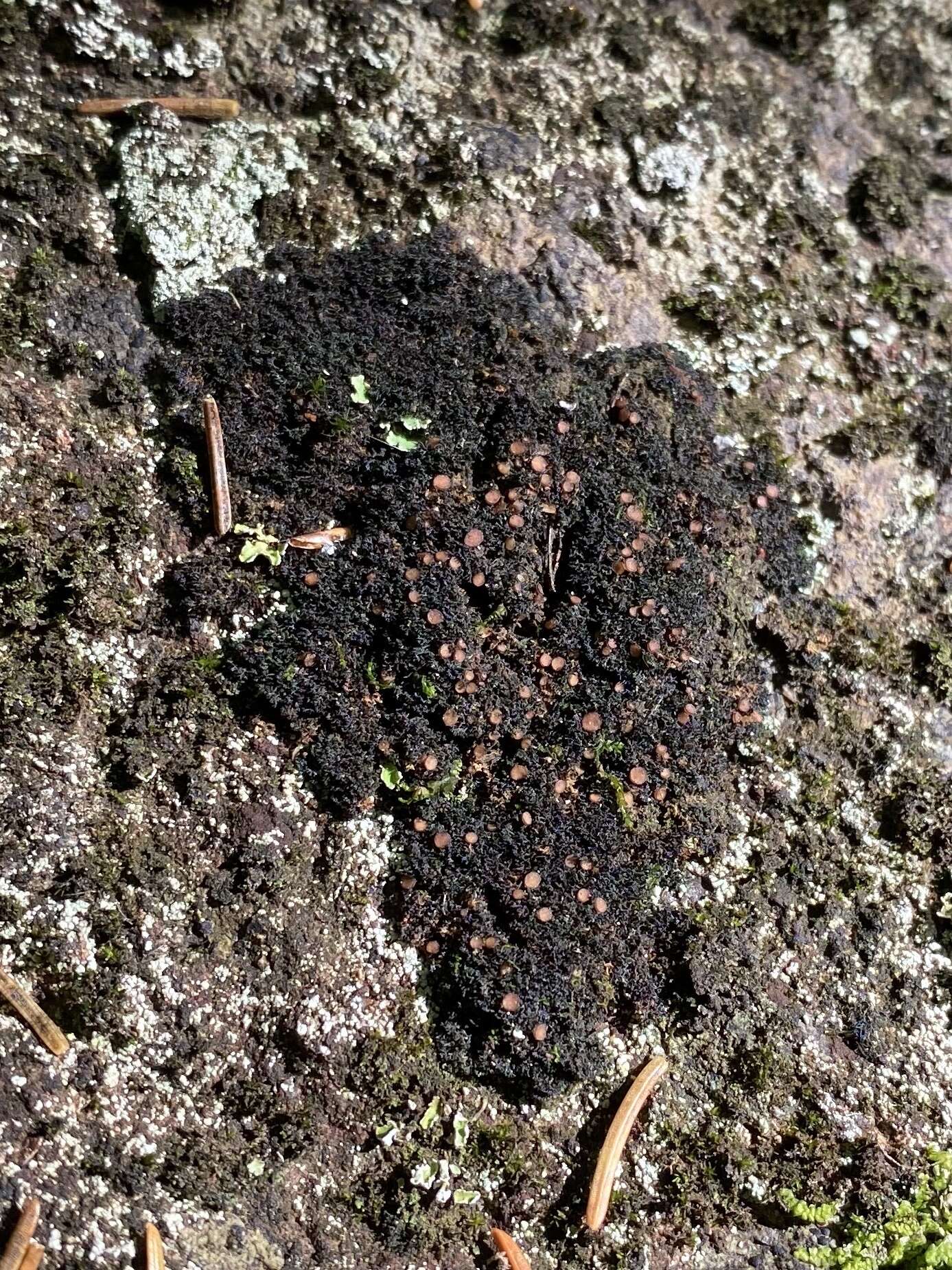 Image of Woollybear lichens