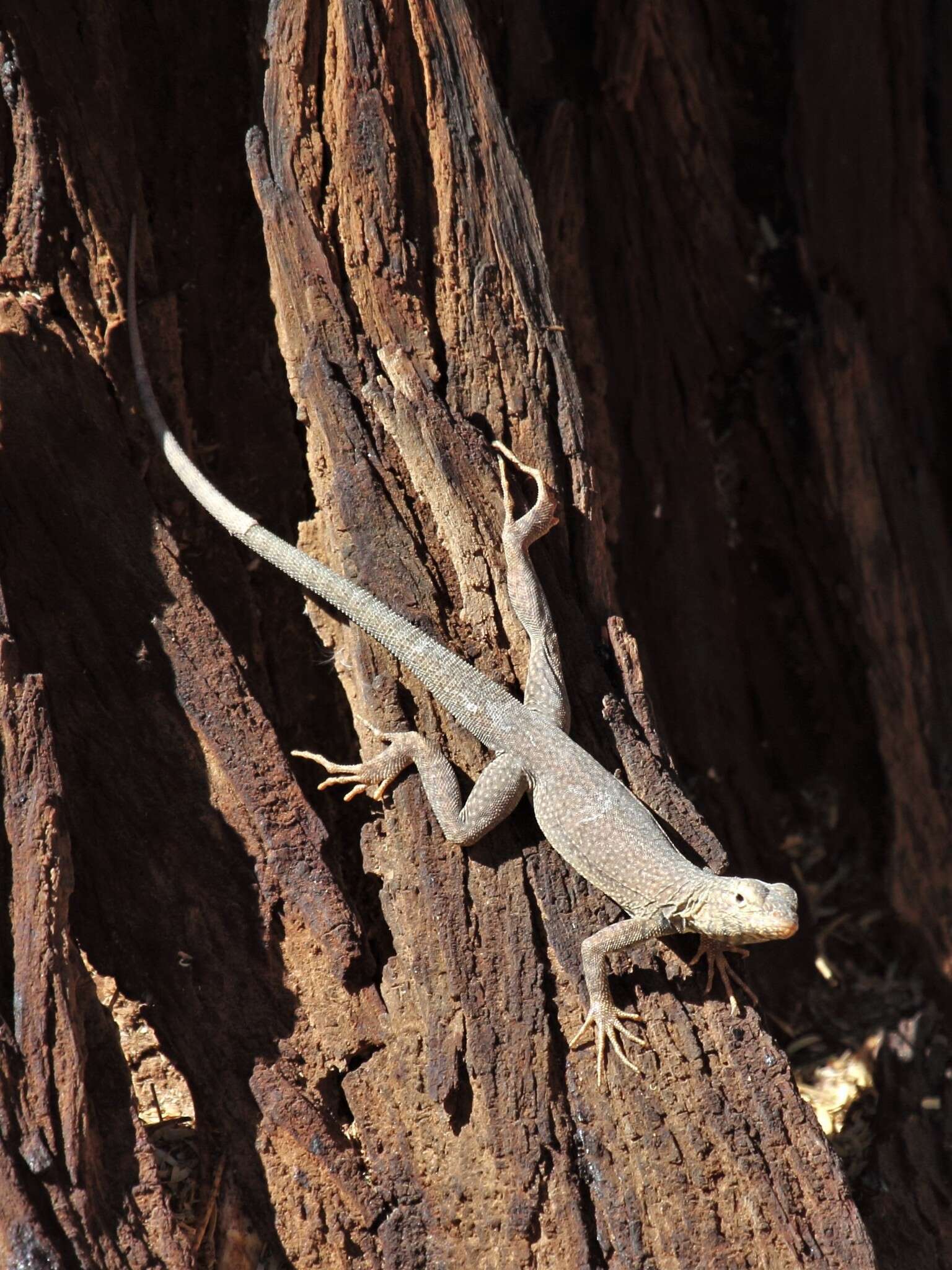 Plancia ëd Microlophus theresioides (Donoso-barros 1966)