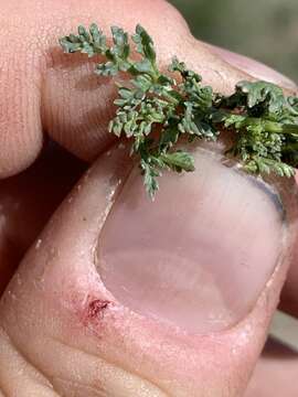 Image of snowline springparsley