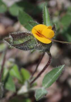 Image of Zornia thymifolia Kunth